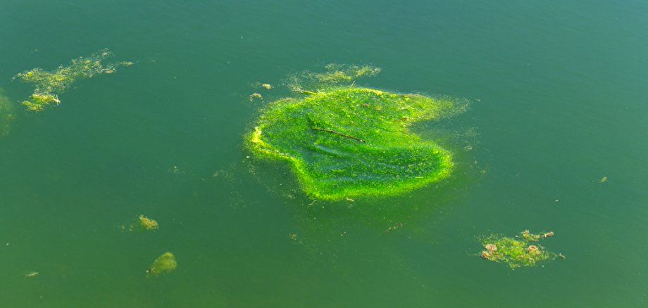 Foto einer Seeoberfläche mit sichtbarer Algenbildung